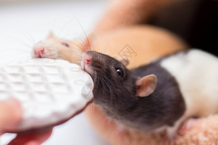 两只家鼠亲手咬着两只小白鼠的饼干图片
