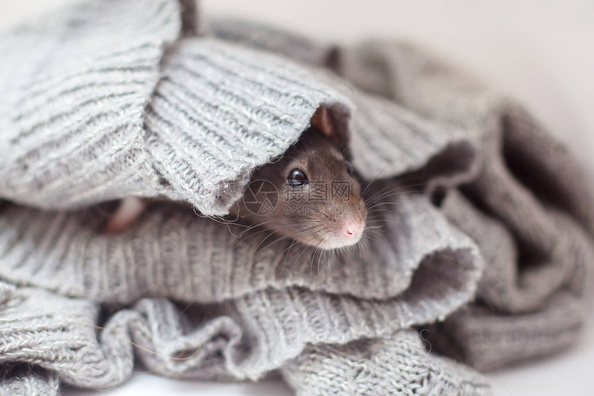 国内装饰大鼠在编织的灰色毛衣中被裹图片