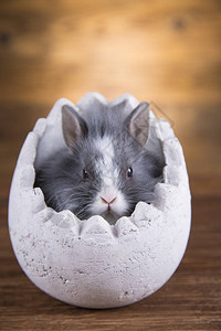 在蛋壳的复活节兔子图片