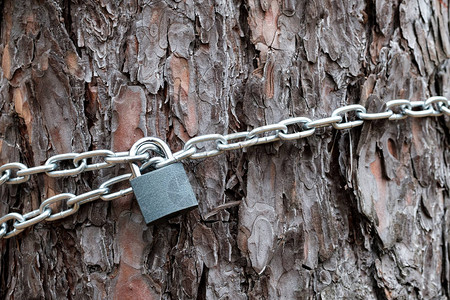 松树后备箱的链条和锁链图片