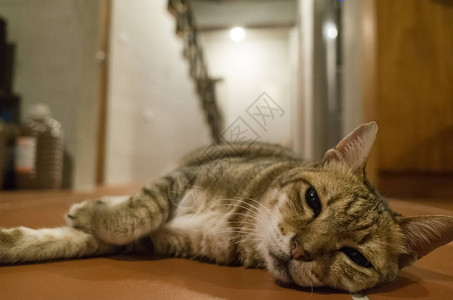 在家躺在地上的懒惰虎斑猫图片