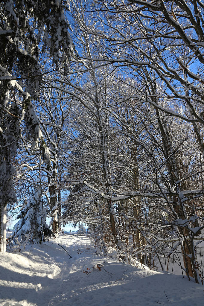 美丽的冬季风景许多雪和森林中的图片