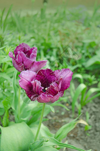 紫色罗兰边缘郁金香特写花园里盛开的紫罗图片