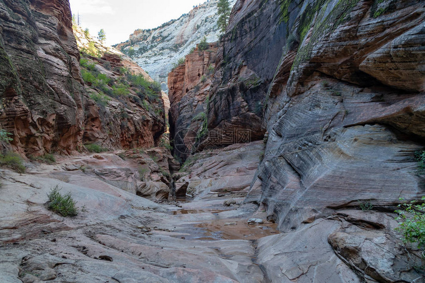 锡安公园观察点徒步足迹沿线的石沙岩峡图片