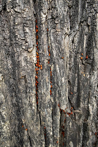 有许多火甲虫的树皮图片