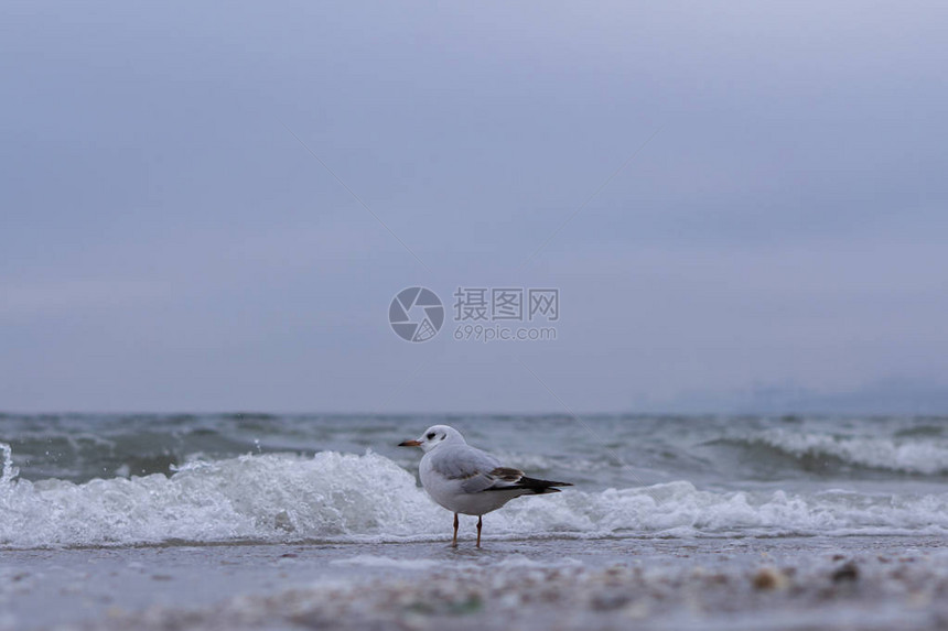 甘纳特在海上飞过春海图片