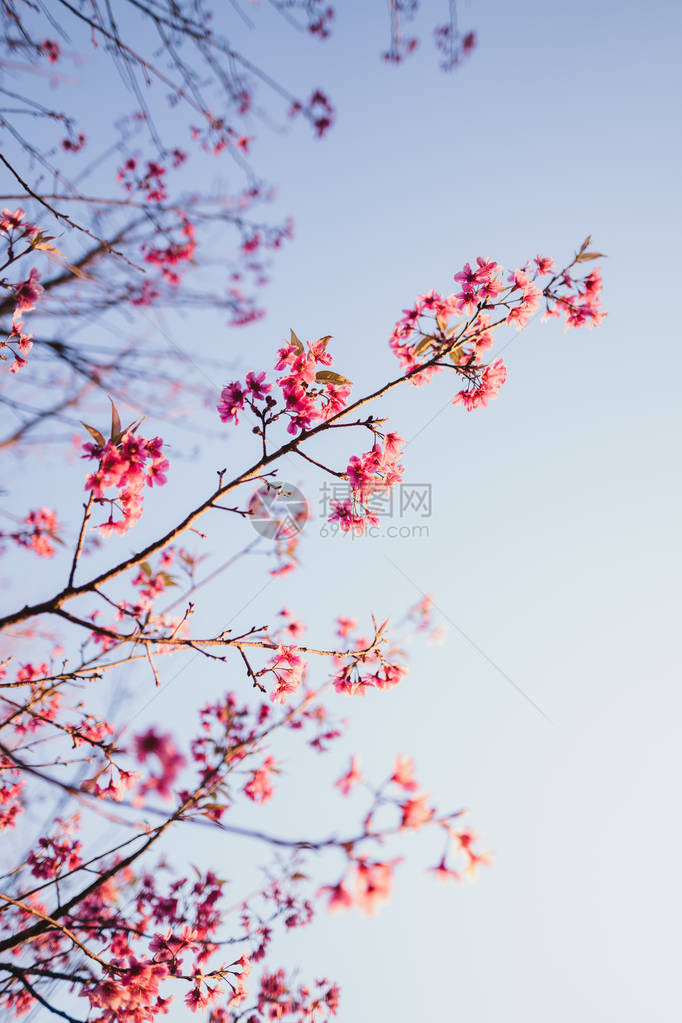 春花粉红色花朵美图片