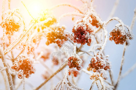 雪下的红色浆果雪背景山灰楂图片