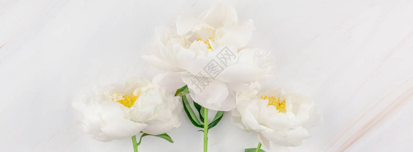 大理石背景上绽放着美丽的白牡丹花背景图片