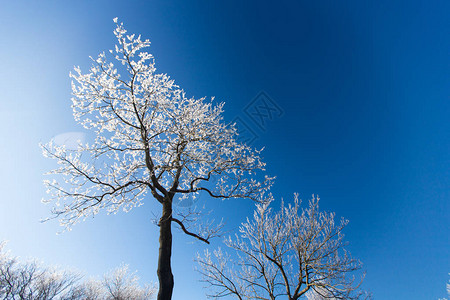 冻树枝的特写高清图片