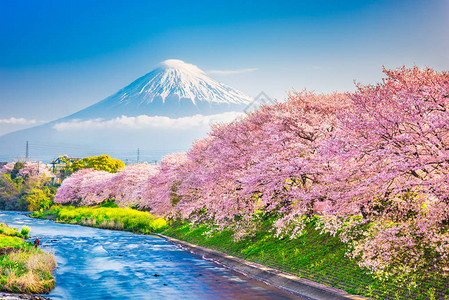 富士山日本春天风景和樱花盛开的河流图片