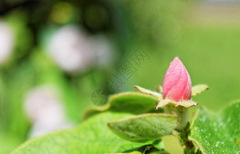 春天的木瓜芽和花图片