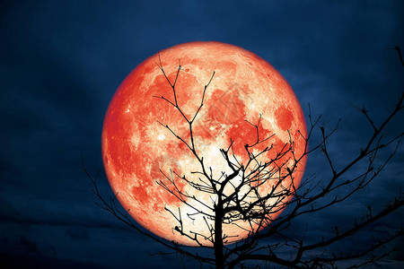 满的红色月亮后光影枝干枯树林夜云天空美国航天局提图片