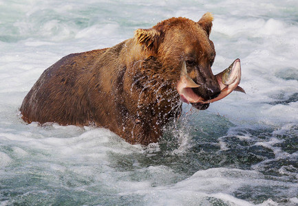 布鲁克斯营哺乳动物野生动物高清图片