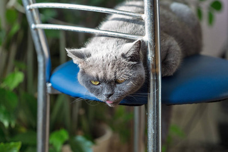 苏格兰纯种的灰猫正坐在金属椅子上舌头图片