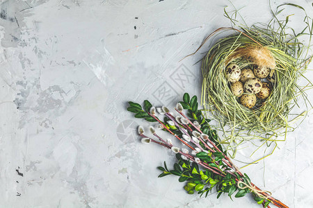 用柳枝绿枝和鹌鹑蛋在浅灰色混凝土桌面上筑巢的复活节装饰顶视图复图片