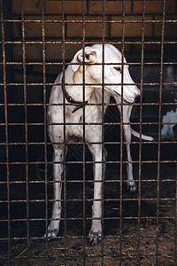 被遗弃和关在笼子里的狗寻求收养的宠物图片