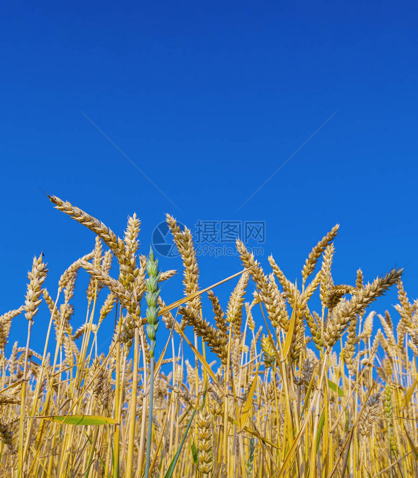成熟玉米田背景图片