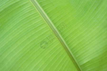 新鲜的绿色香蕉叶子纹理图片