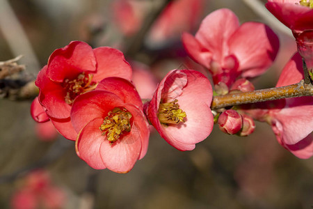 春花系列树枝上的红色花朵开花的香料花图片