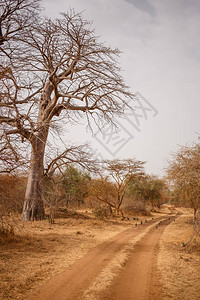 鸟儿在沙路上逃跑Safari中的野生动物非洲塞内加尔的猴面包树和灌木丛林班迪亚保护区气候炎热干背景图片