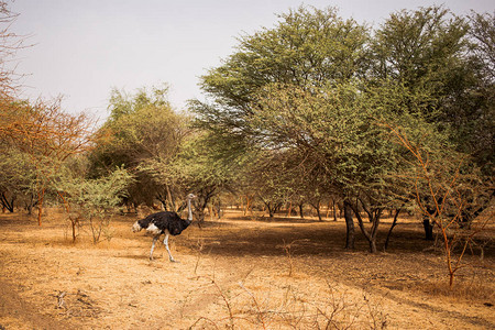 鸵鸟走在沙路上的树木之间Safari中的野生动物非洲塞内加尔的猴面包树和灌木丛林班迪亚保护区背景图片