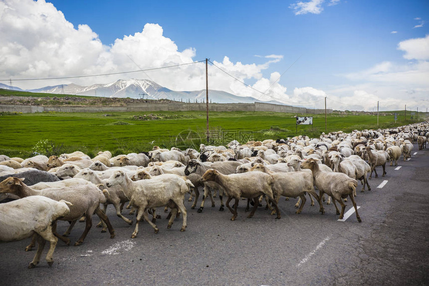 亚美尼亚公路上的羊群图片
