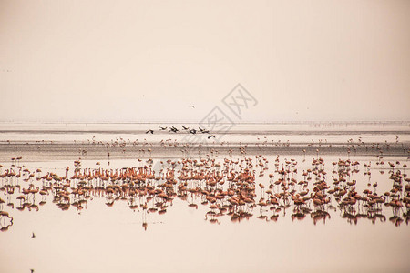 曼雅拉湖公园的火烈鸟群非洲鸟类非洲野生动物园非洲火烈鸟坦桑尼亚曼图片
