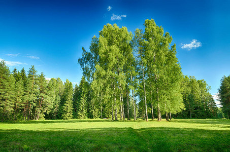 森林中的阳光景色绿色植被对自然的丰富视图片