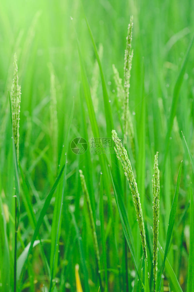 绿色大米和清晨美丽的稻谷加上露水滴图片