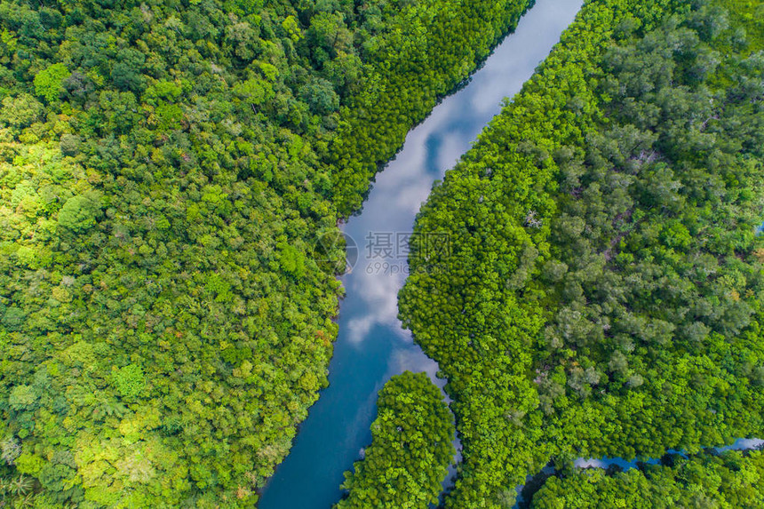 热带雨林热带雨林红树河和岛图片