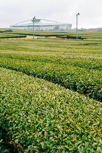 韩国济州岛的雪绿茶田图片