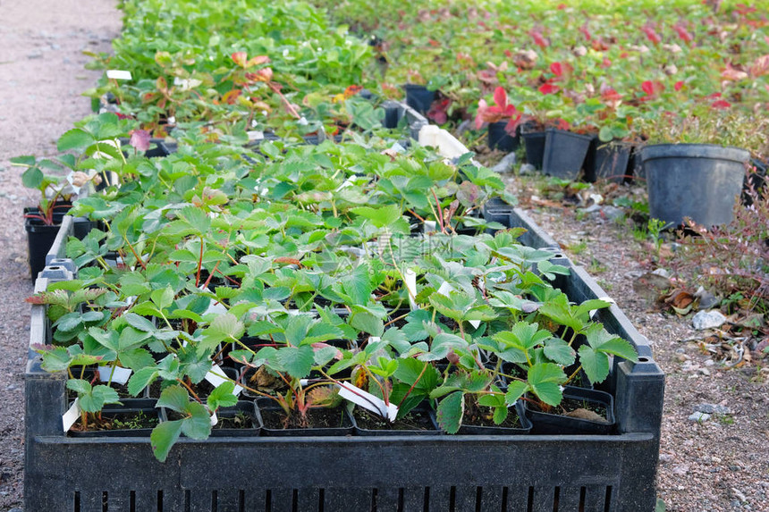 在苗圃销售的容器中各种耕花园草莓幼苗图片