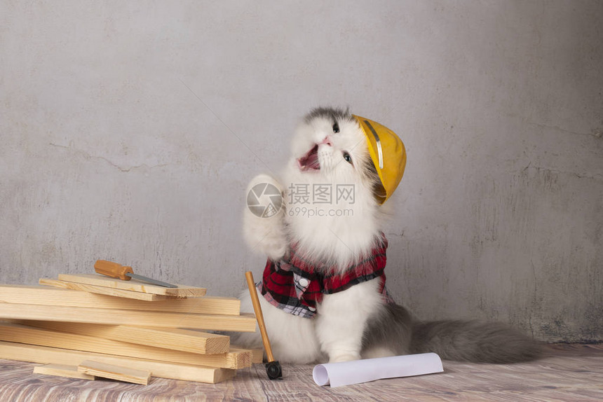 猫建造者在公寓里修理图片