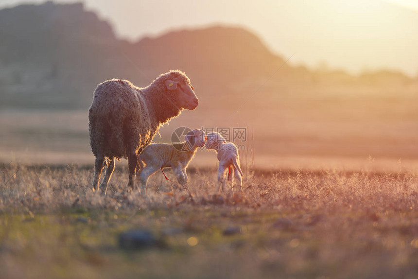 两只新生羊羔和两只绵羊在温暖日落的图片