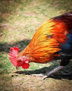 公鸡矮脚鸡五颜六色的红色步行在农场的草图片