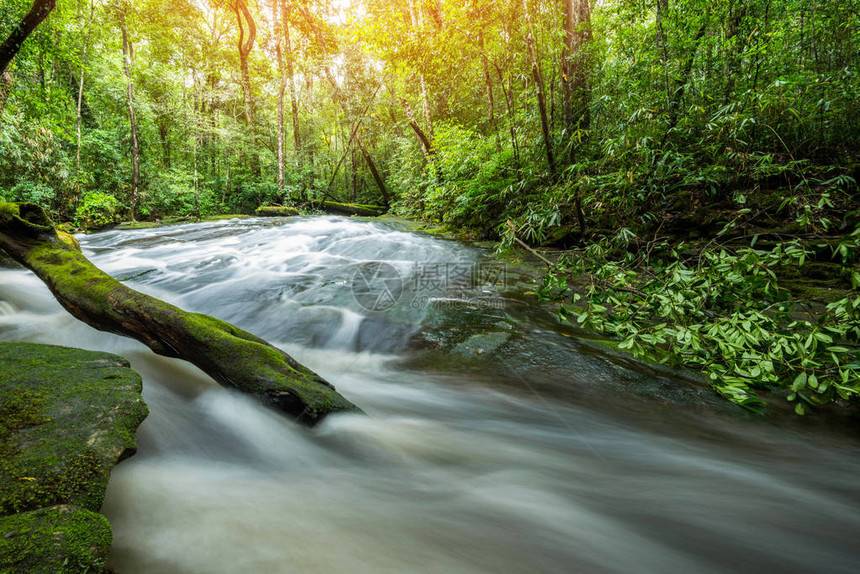 溪流瀑布绿色森林山景观自然植物树雨林丛图片
