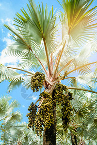 明日和蓝天背景热带植物园棕榈田在花园背景图片