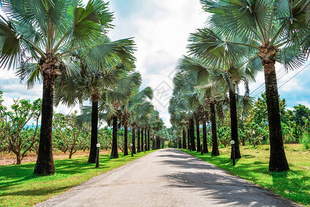 公园花的棕榈树路边路况明图片