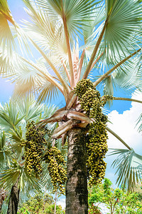 明日和蓝天背景热带植物园棕榈田在花园图片