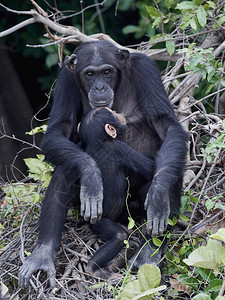 冈比亚Baboon群岛自然栖息地的Chimpanzee图片