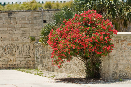 百慕大一个阳光庭院的布干维尔树图片