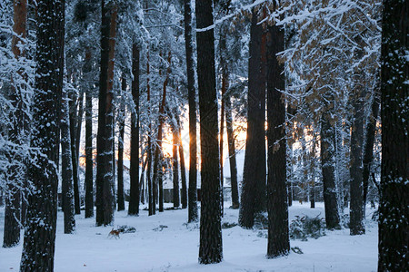 暴风雪期间在大自然中被雪覆盖的松树林图片