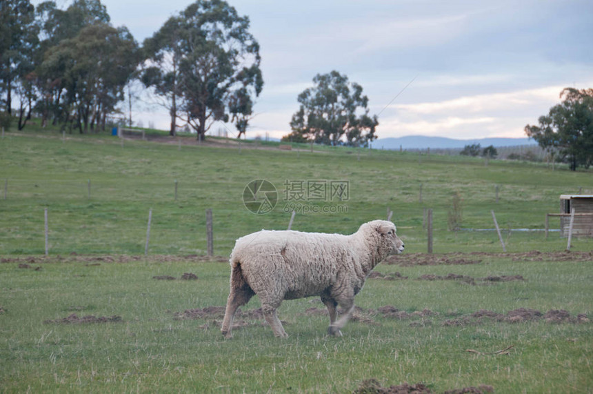 白毛绵野羊步行在农村大图片