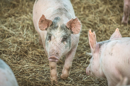 农场中的青粉色小猪群图片