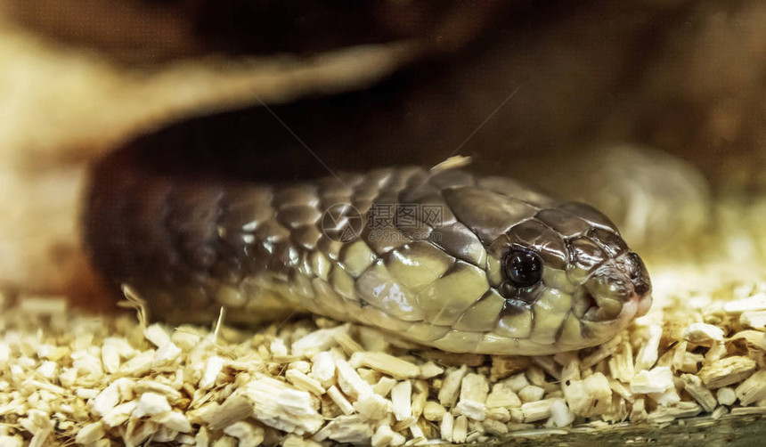 蛇是鳞甲爬行动物的亚目图片