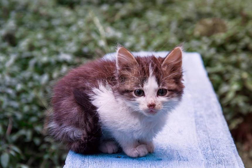 小猫灰色的灰色小猫坐在夏图片