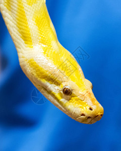 蛇亚目蛇是鳞甲爬行动物的亚目背景