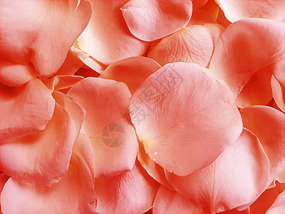玫瑰花瓣美丽背景图片