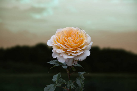 美丽的大淡橙色玫瑰在模糊的背景图片